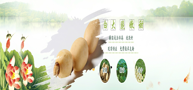 高产莲藕种苗批发