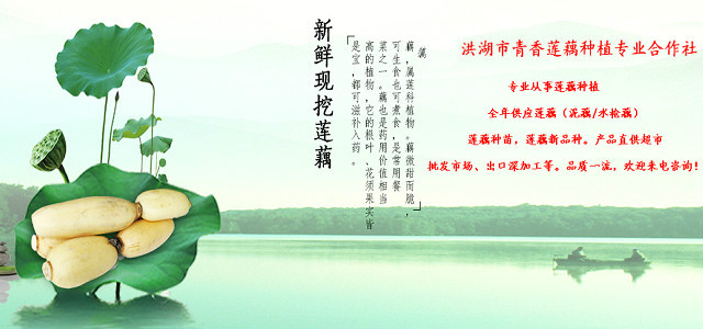 莲藕种子价格